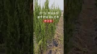 블루엔젤 1.5~2m나무판매중.경기도  화성 나무농장 ㆍ윈터가든팜