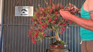 Bottlebrush Bonsai, Post flower maintenance, Aussie Bonsai Bloke