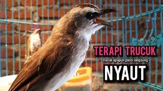 trucukan gacor ROPEL PANJANG pancingan trucukan agar bunyi JADIKAN burung trucuk gacor NYAUT