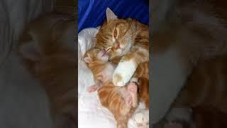 мама кошка спела колыбельную и котята сопят всю ночь напролёт! / mother cat sang for kittens