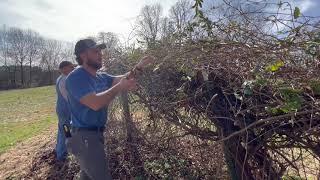 Cutting Back an Overgrown Muscadine Vine