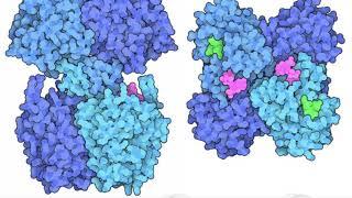 Polyhydroxybutyrate Synthase