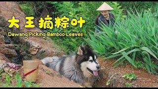 Dawang accompanied Sister Pen to pick bamboo leaves for the Dragon Boat Festival!