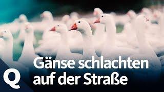 Experiment: So reagieren Passanten aufs Tiere-Schlachten  | Quarks