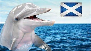 Can you see Dolphins in Scotland? 