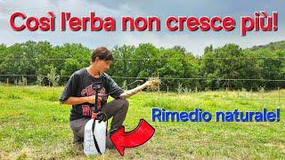 Così blocchiamo la crescita dell'erba in modo naturale ed economico!