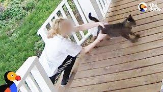 Cat Escapes From Woman Trying to Steal Him - SECURITY FOOTAGE | The Dodo