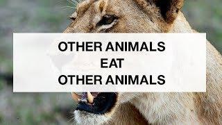 Animals Eat Other Animals