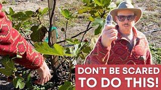 Do This Now Before It Gets Too Big! | Fig Tree Pruning Tips