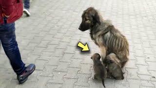 The Mom Dog Tearfully Begged Passersby to Help Her Puppies, but They were ignored