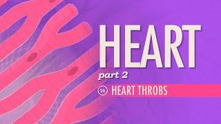 The Heart, Part 2 - Heart Throbs: Crash Course Anatomy & Physiology #26