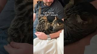 THIS is why cats choose a favorite person