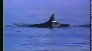 Free Willy 2: The Adventure Home Movie Trailer 1 (1995)