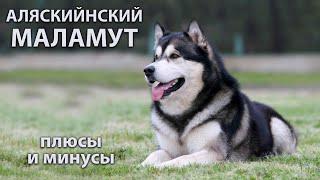 АЛЯСКИНСКИЙ МАЛАМУТ. Плюсы и минусы породы ALASKAN MALAMUTE