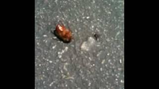 ant dragging giant bug.