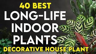 40 best permanent indoor plants in india | long life indoor plants | house plants for home