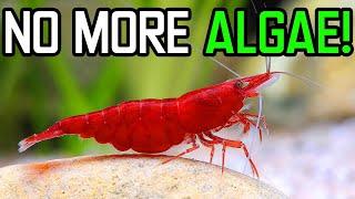 The BEST Algae Eaters for Small Aquariums! (5-10 gallons)