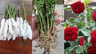 How to grow Rose from cuttings using toilet paper | Rose propagation from cuttings