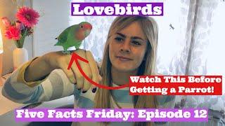 5 FACTS FRIDAY: 5 Things YOU Should Know BEFORE Getting a LOVEBIRD PARROT, Keeping Pet Lovebirds