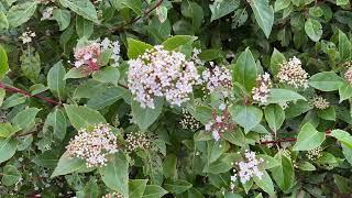 Viburnum tinus - leaves & flowers - February 2025