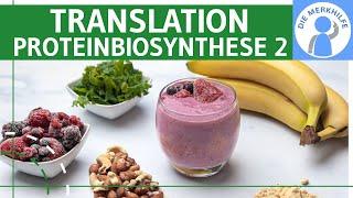 Translation - Proteinbiosynthese 2 - Ablauf, tRNA & Phasen einfach erklärt - Genetik (Bio Abitur)