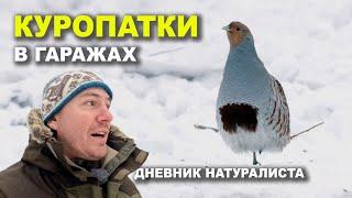 Куропатки. Репортаж у гаражей