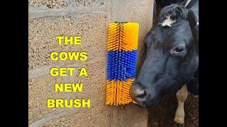 THE COWS GET A NEW BRUSH