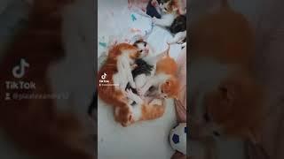 kitten funnycat babys katzen cat love