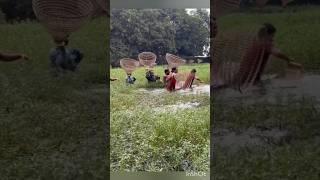 villagers traditional fishing video amazing #shorts #fishing #abdulsamifishing