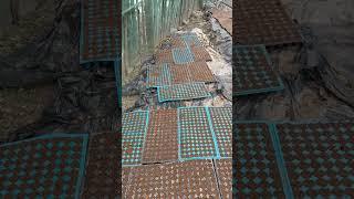 17,000+ Melon Seeds 141 x 128 trays.