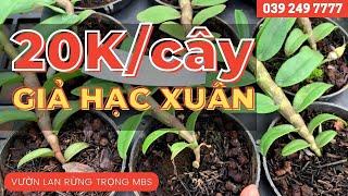 Lan Giả Hạc Xuân giá rẻ - chỉ 20K/cây | Vườn lan rừng Trọng MBS