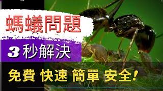 2 Natural Ant Control Methods Using Household Ingredients 快速解決螞蟻問題【自製殺蟲劑】三秒內解決螞蟻問題！免費，快速，簡單，安全，無毒