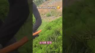 The Right Way To Prune Pine Trees#shorts#viral