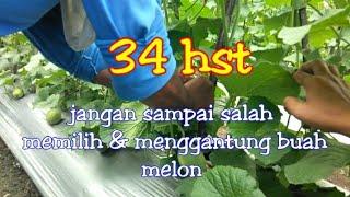 cara menyeleksi dan cara menggantung buah melon