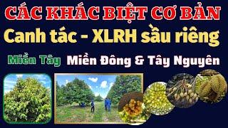 Các khác biệt cơ bản miền Tây - miền Đông và Tây Nguyên về canh tác sầu riêng | P1: Tạo cơi để XLRH