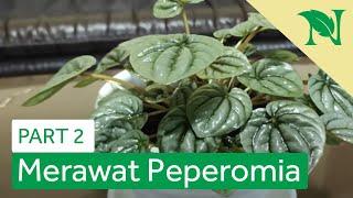 ( PART 2) Tips Lengkap Cara Merawat Peperomia Keriput Agar Tetap Rimbun