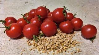 How to save tomato seeds