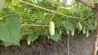 Amazing Agriculture Technology, Cucumbers.