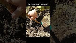 Как прогнать крота