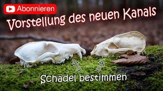 Kanalvorstellung und Tierschädel erkennen und bestimmen