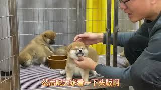 柴犬该怎么挑选你知道吗？如何正确挑选，选择一只品相比较好的