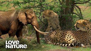 Cheetahs and Elephants Make Desperate Plays for Survival | Love Nature