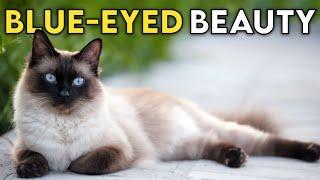 Siamese Cat 101 - Learn ALL About Them!