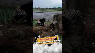 Lagi Mau Kesawah Tiba Tiba Muncul Grandong Jumro !!!