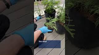 Growing Tree Seedlings Indoors | Vertical Farming