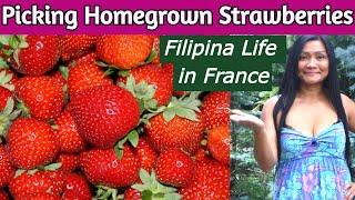 Filipina Life in France (Picking Home Grown Strawberries at Home) Filipino Life in France