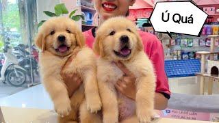 Golden Lai Gấu Con Béo Ú Na Ú Nu Mới Được Ra Mắt  - Mật Pet Family