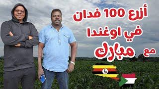 أزرع 100 فدان في اوغندا |  تجربة مبارك | #زكي_شو