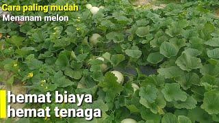 CARA PALING MUDAH MENANAM MELON HEMAT BIAYA DAN TENAGA HASIL TETAP MELIMPAH