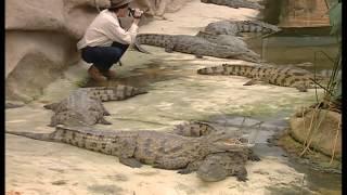 C'est pas sorcier - Les crocodiles